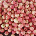 New Crop Fresh Sweet Red Gala Apple